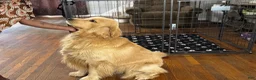 Golden Retriever dogs for sale: 4362 Purple Collar - Ad 4