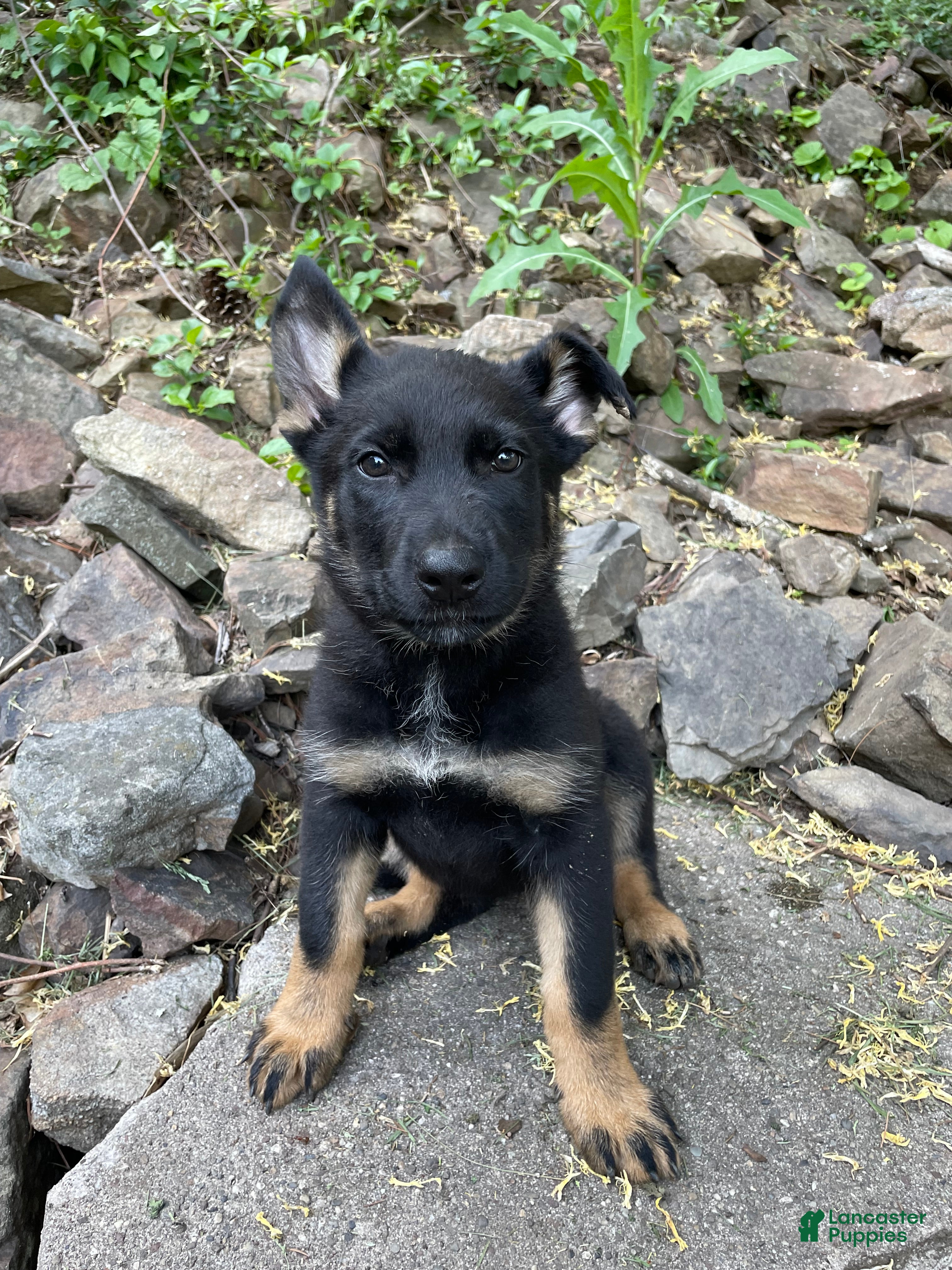 German Shepherd dogs Collar Red - Ad 1