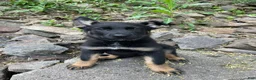 German Shepherd dogs for sale: Collar Red - Ad 3