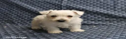 West Highland Terrier dogs for sale: Dianne - Ad 3
