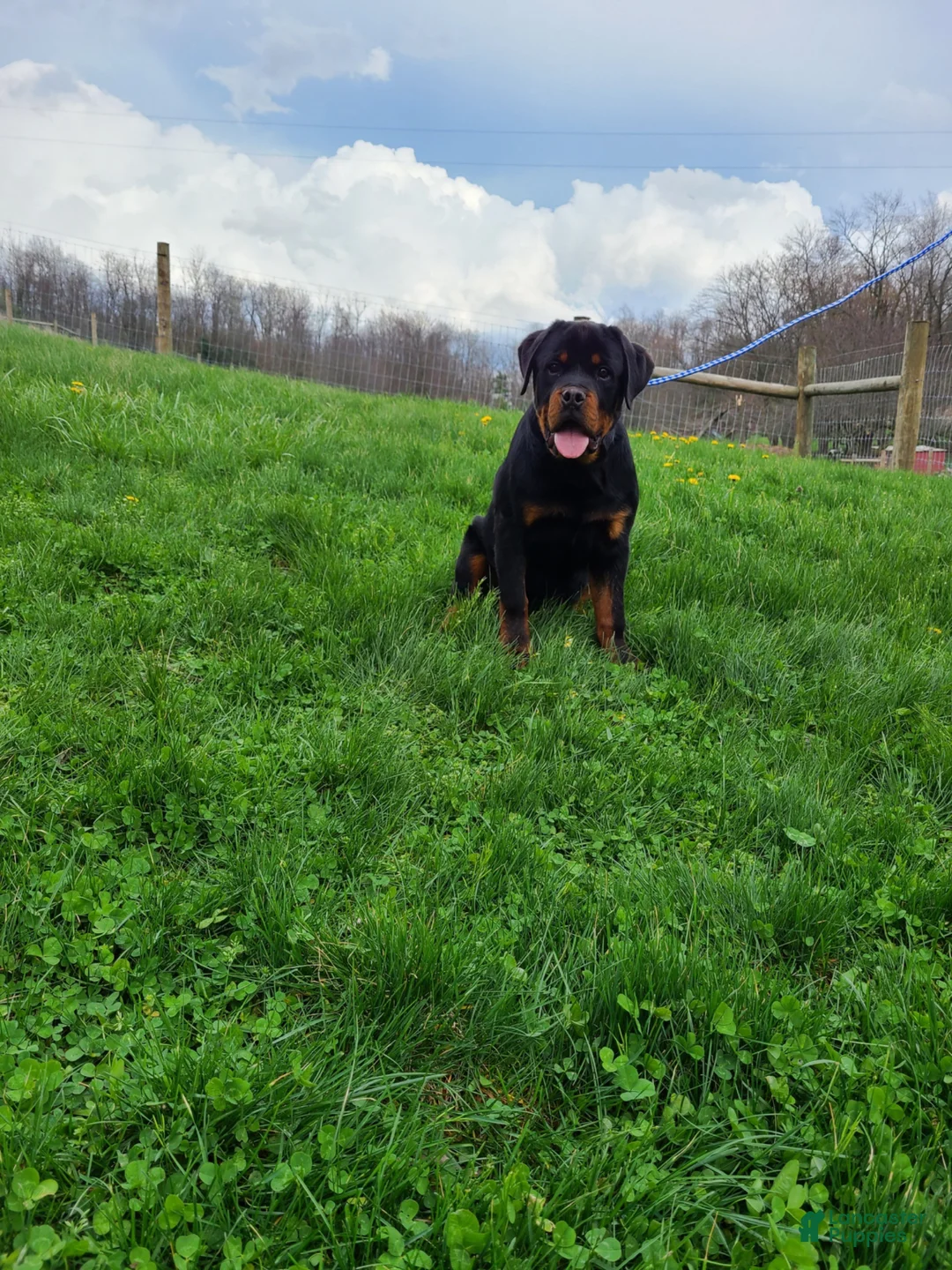 Rottweiler dogs for sale: Rottweiler Puppy 1 - Ad 2