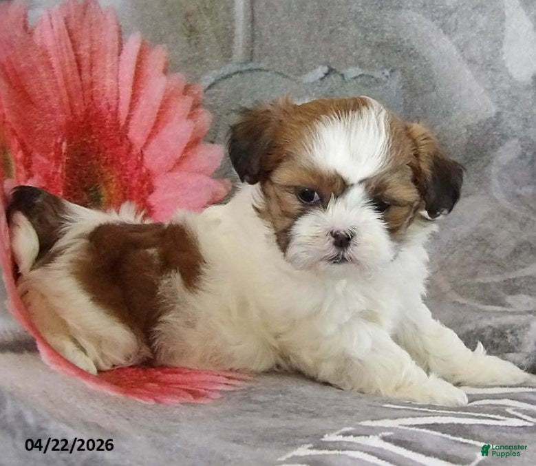 Teddy Bear dogs Britney - Ad 1