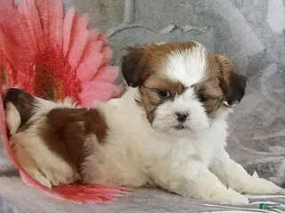 Teddy Bear dogs for sale: Britney - Ad 3