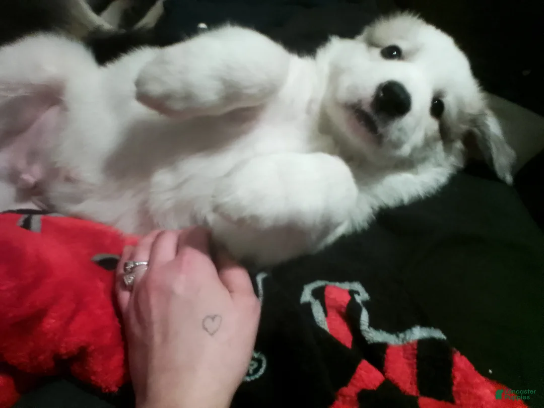 Mixed Breed dogs for sale: Mixed Breed Puppy 1 - Ad 7