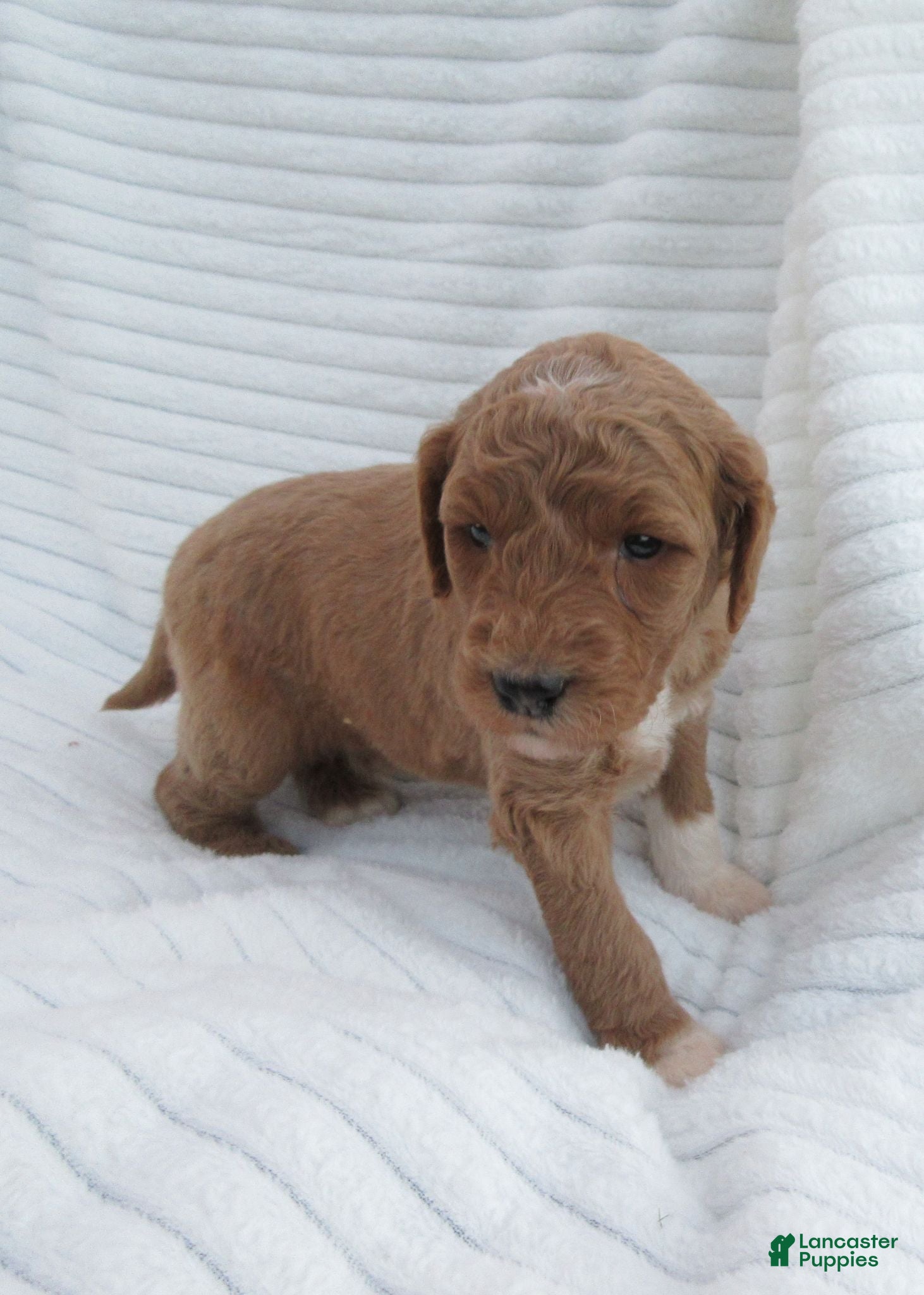 Goldendoodle dogs Thunder - Ad 2