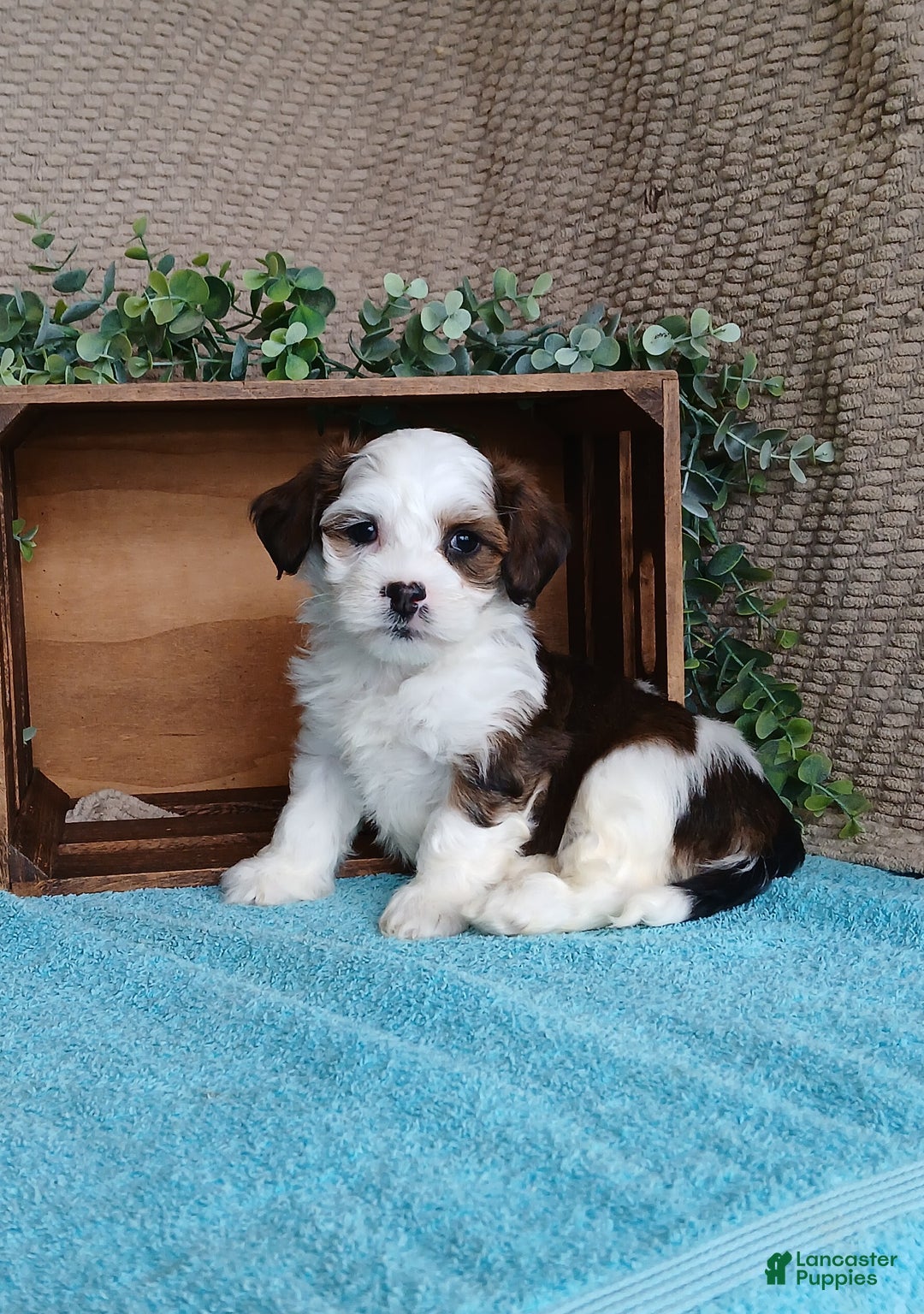 Havanese dogs for sale: Parker  - Ad 4