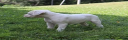 Boxer dogs for sale: Patrick - Ad 8
