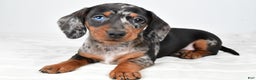 Miniature Dachshund dogs for sale: Piper - Ad 3