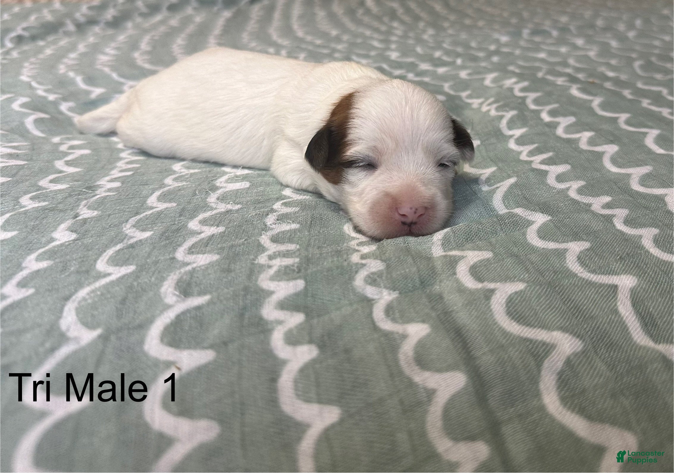 Coton De Tulear dogs Coton De Tulear Puppy 6 - Ad 3