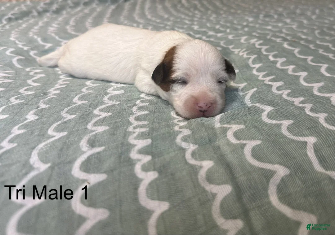 Coton De Tulear dogs for sale: Coton De Tulear Puppy 6 - Ad 1