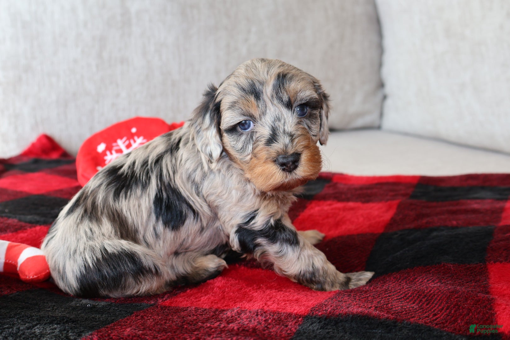 Mixed Breed dogs Luna - Ad 35