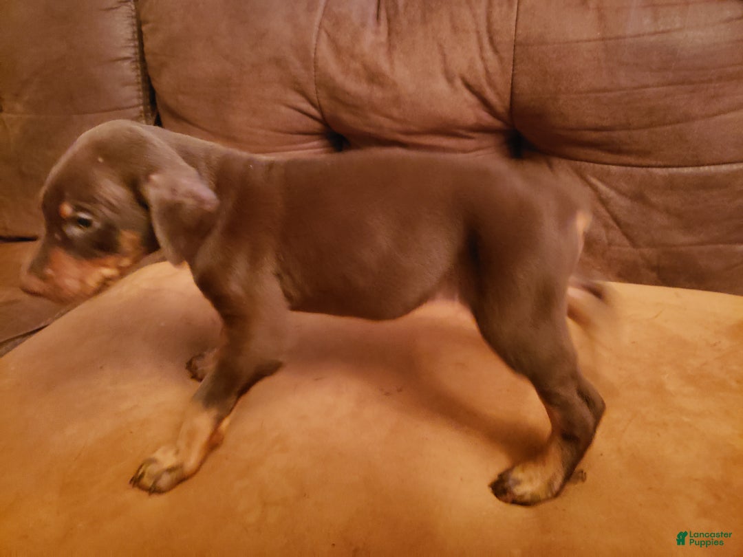 Doberman Pinscher dogs for sale: Shaw - Ad 2