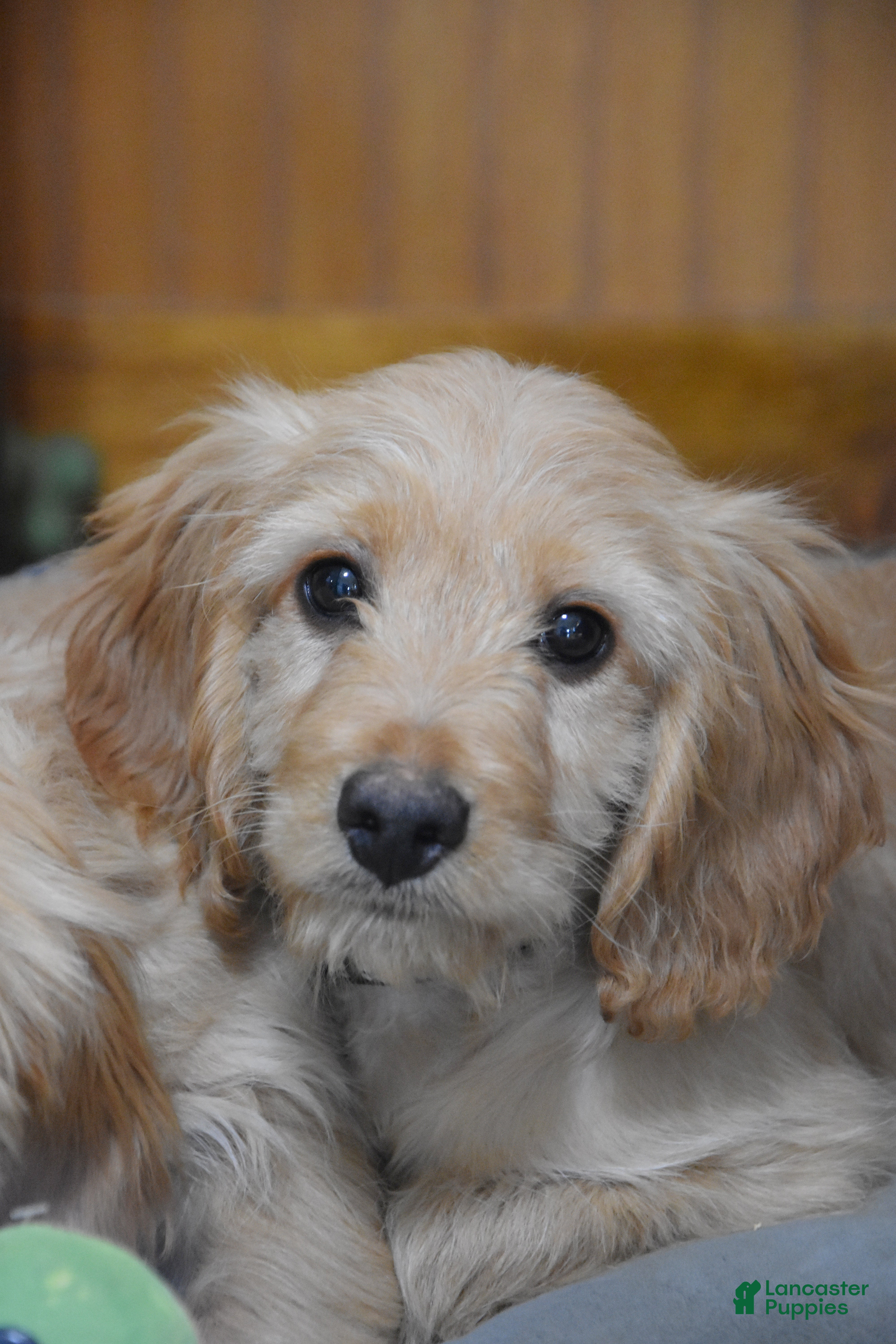 Cockapoo dogs Rusty - Ad 1