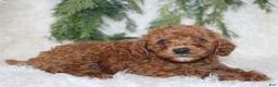 Cavapoo dogs for sale: Cavapoo 4 - Ad 2