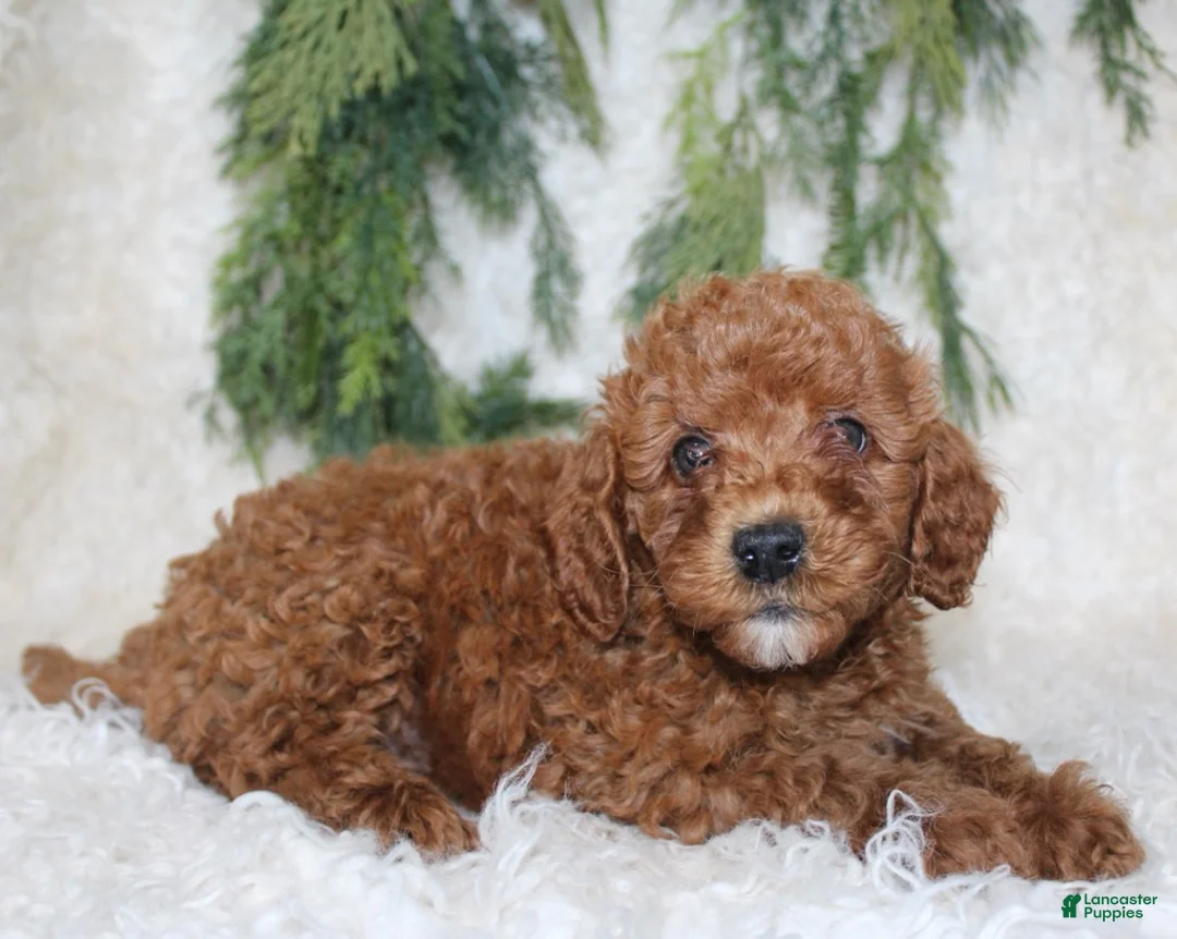 Cavapoo dogs for sale: Cavapoo 4 - Ad 2