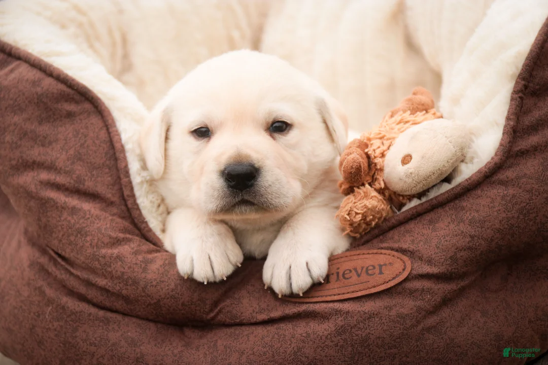 Labrador Retriever dogs for sale: Shelby - Ad 1