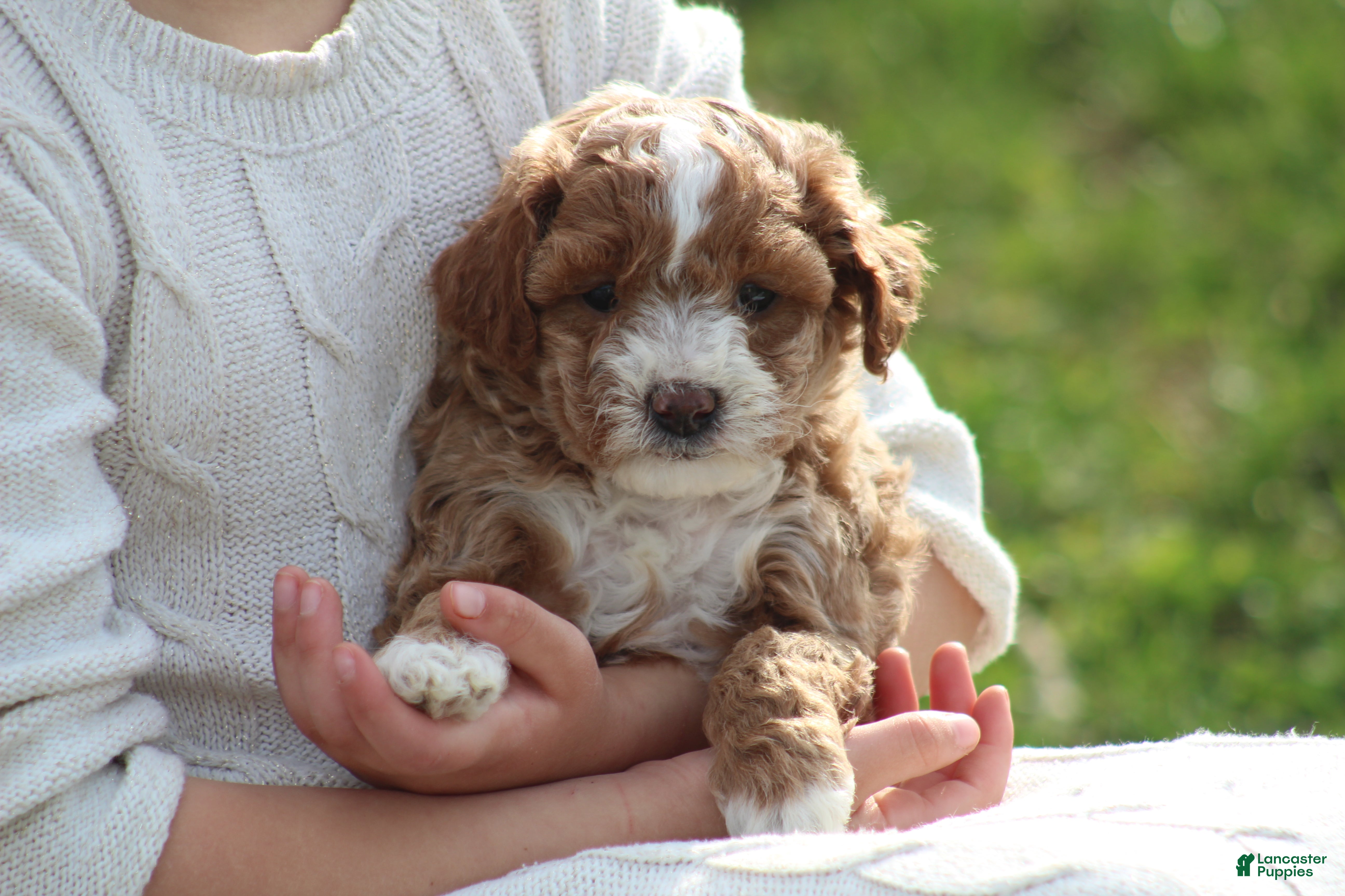 Bichpoo dogs Bailey - Ad 2