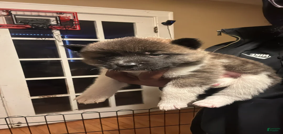 Gallery Image {{count}}