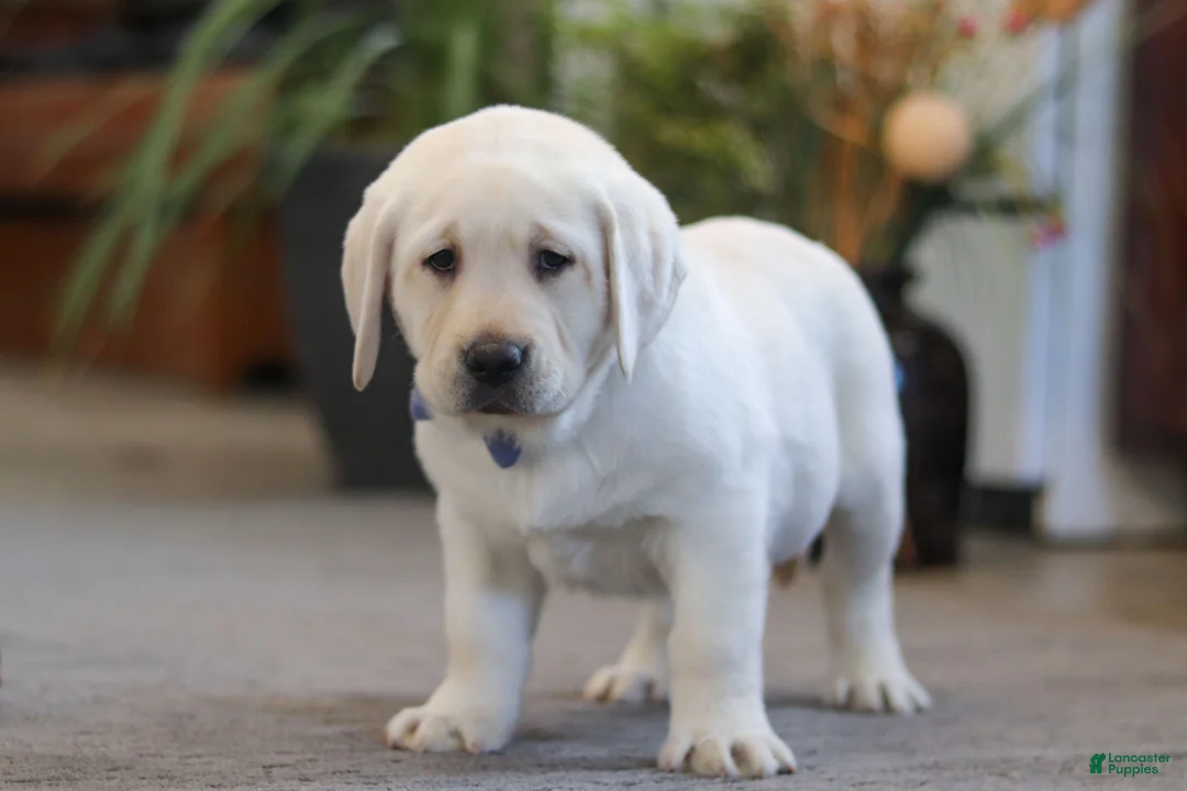 Labrador Retriever dogs for sale: Benny - Ad 4