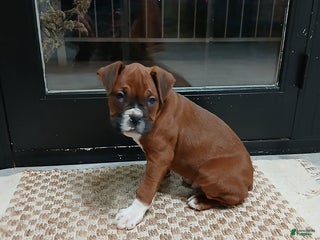 Boxer dogs Delante - Ad 33