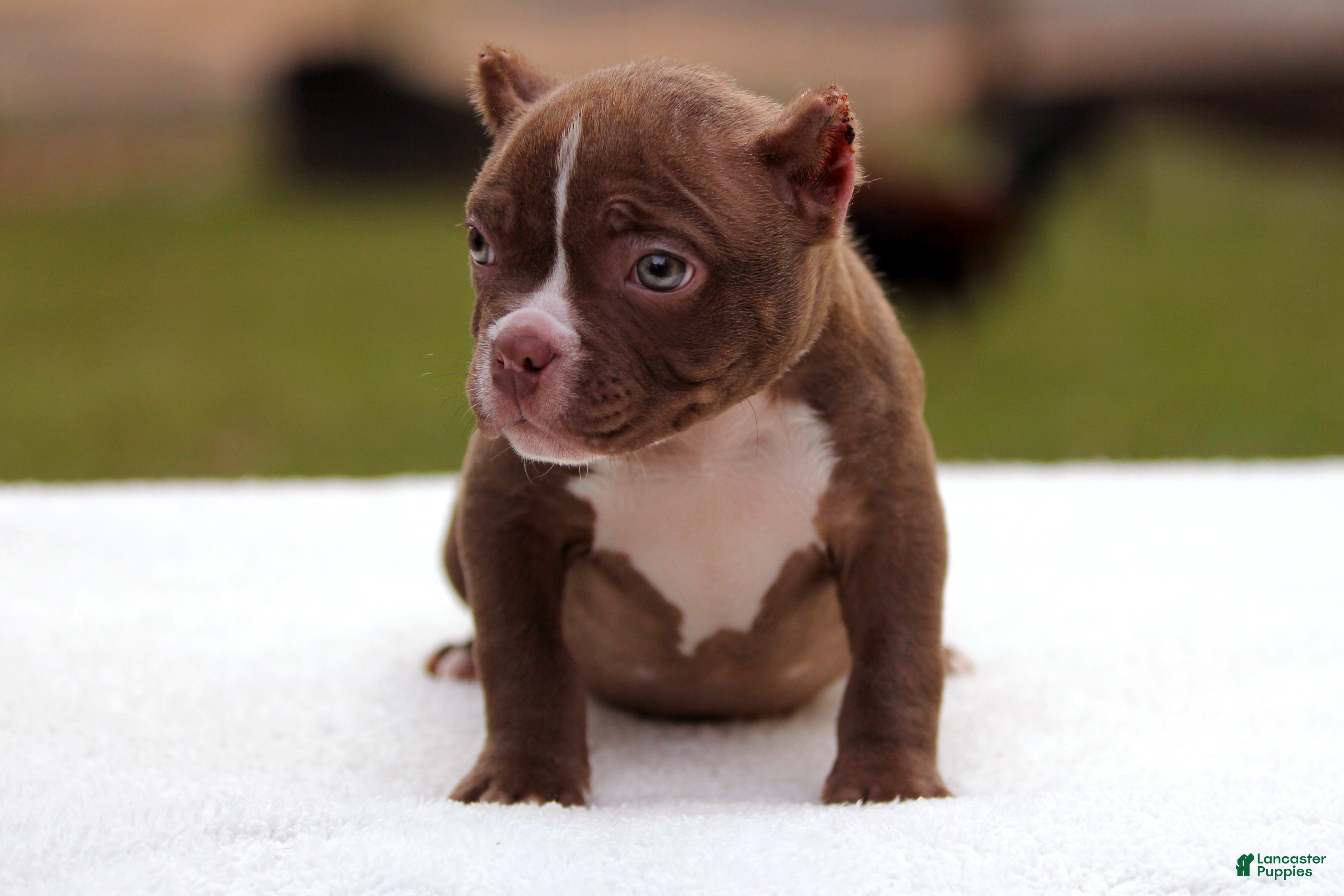 American Bully dogs Chocolate Male - Ad 2