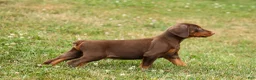 Doberman Pinscher dogs for sale: DASHER - Ad 8