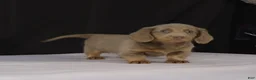 Dachshund dogs for sale: Max - Ad 10
