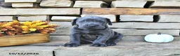 Cane Corso dogs for sale: Zeus - Ad 5