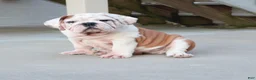 English Bulldog dogs for sale: Charlie  - Ad 36