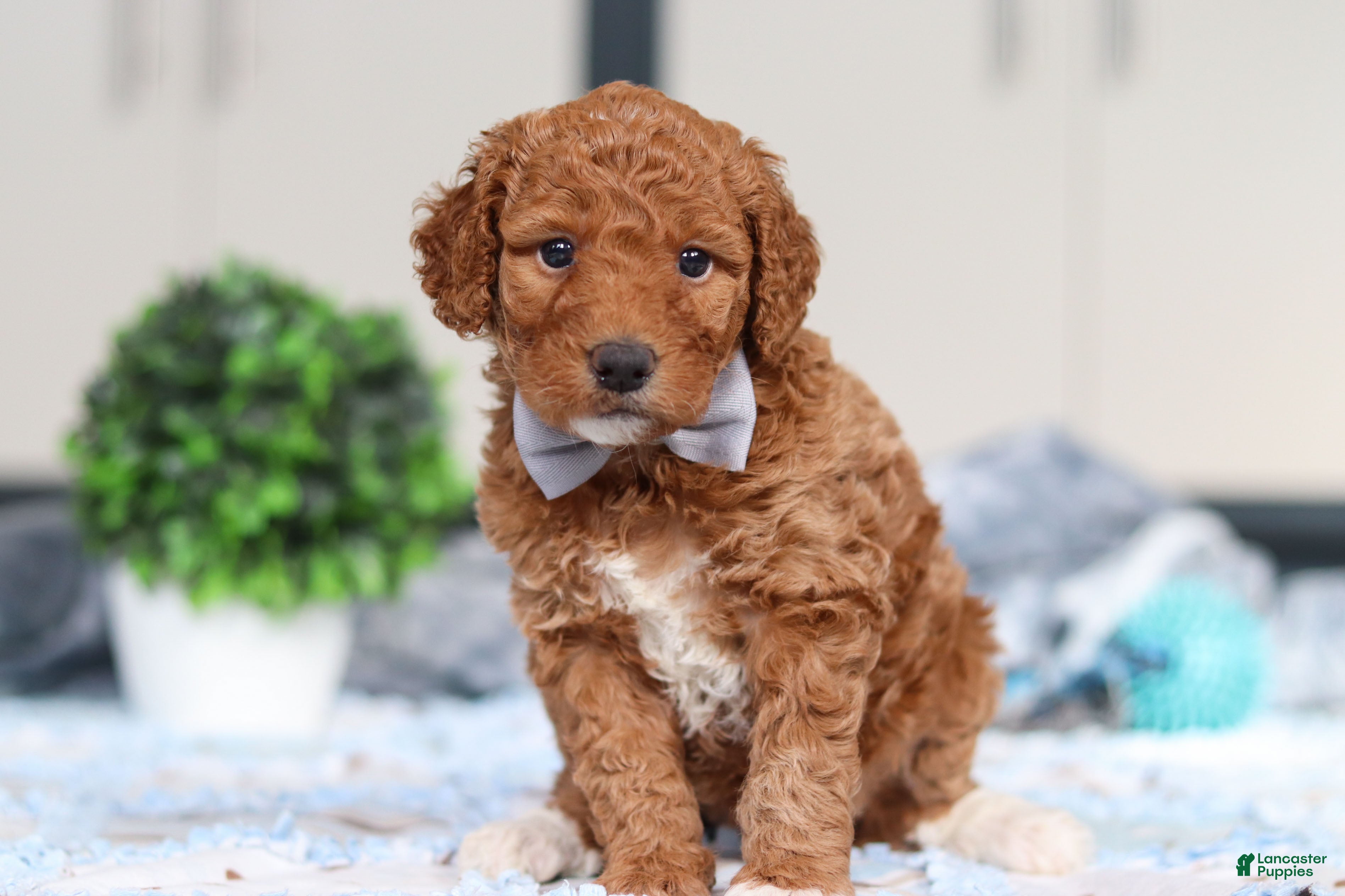 Goldendoodle dogs Oakley - Ad 1