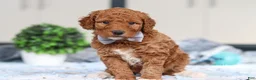 Goldendoodle dogs for sale: Oakley - Ad 1