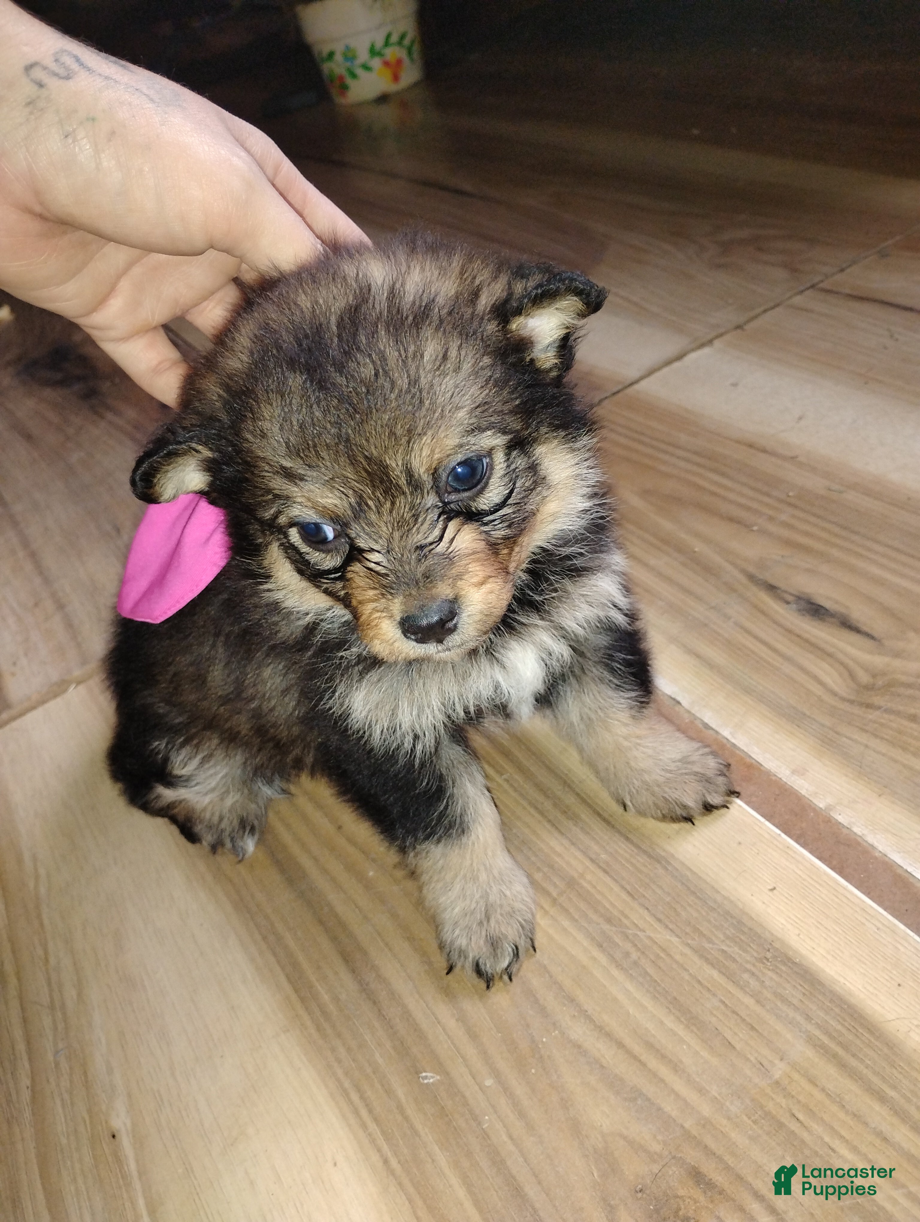 Pomsky dogs Pomsky Puppy 1 - Ad 35