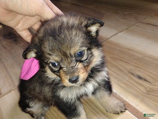 Pomsky dogs Pomsky Puppy 1 - Ad 17