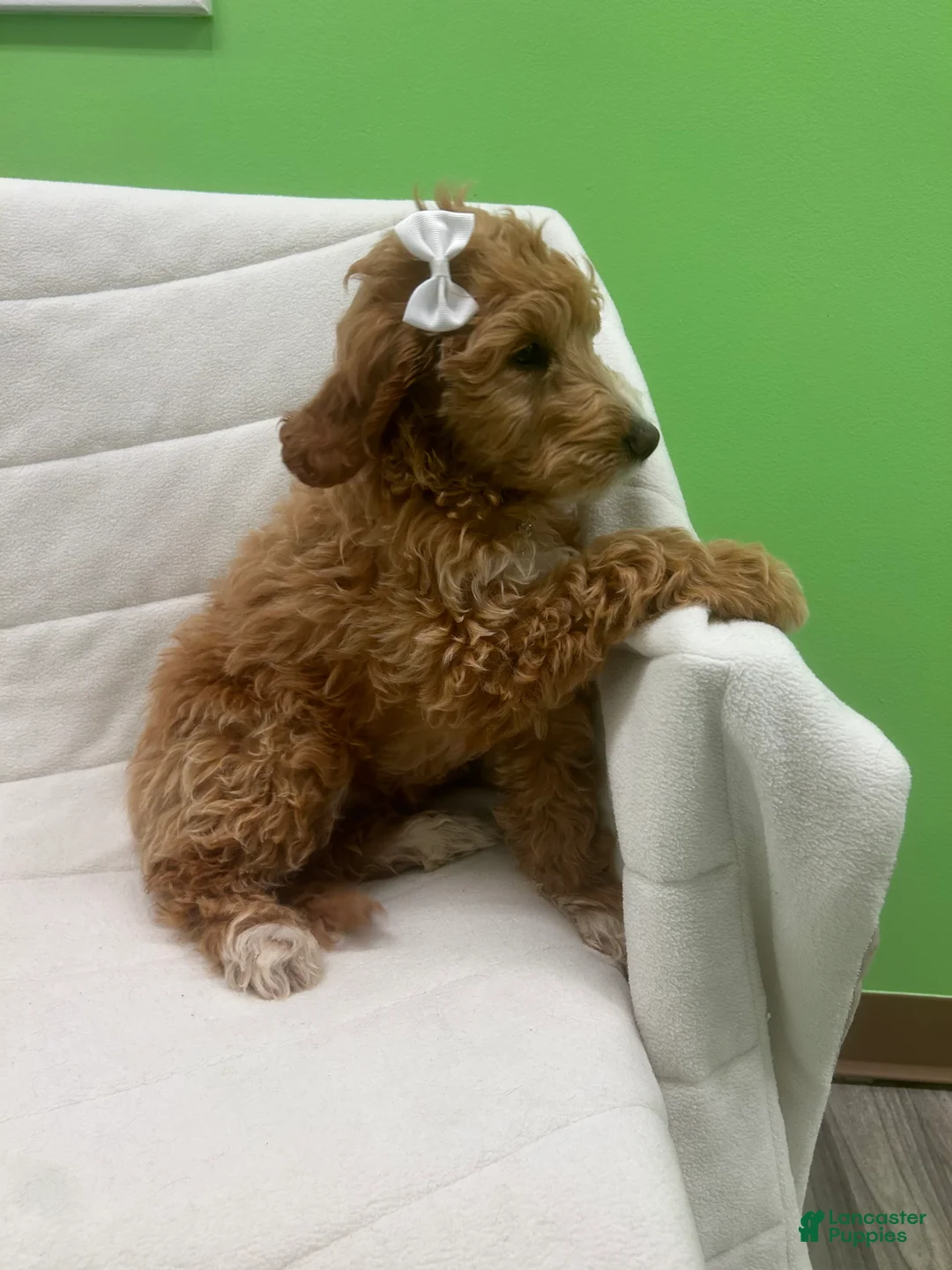 Mini Goldendoodle dogs for sale: Mini Goldendoodle Puppy 5 - Ad 2