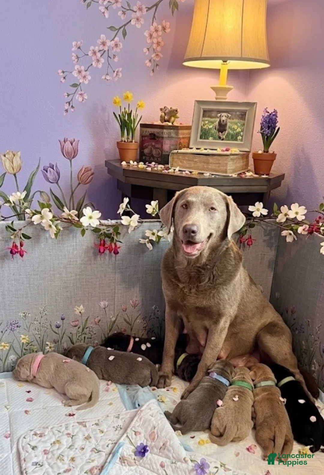 Labrador Retriever dogs for sale: Labrador Retriever Puppy 1 - Ad 17