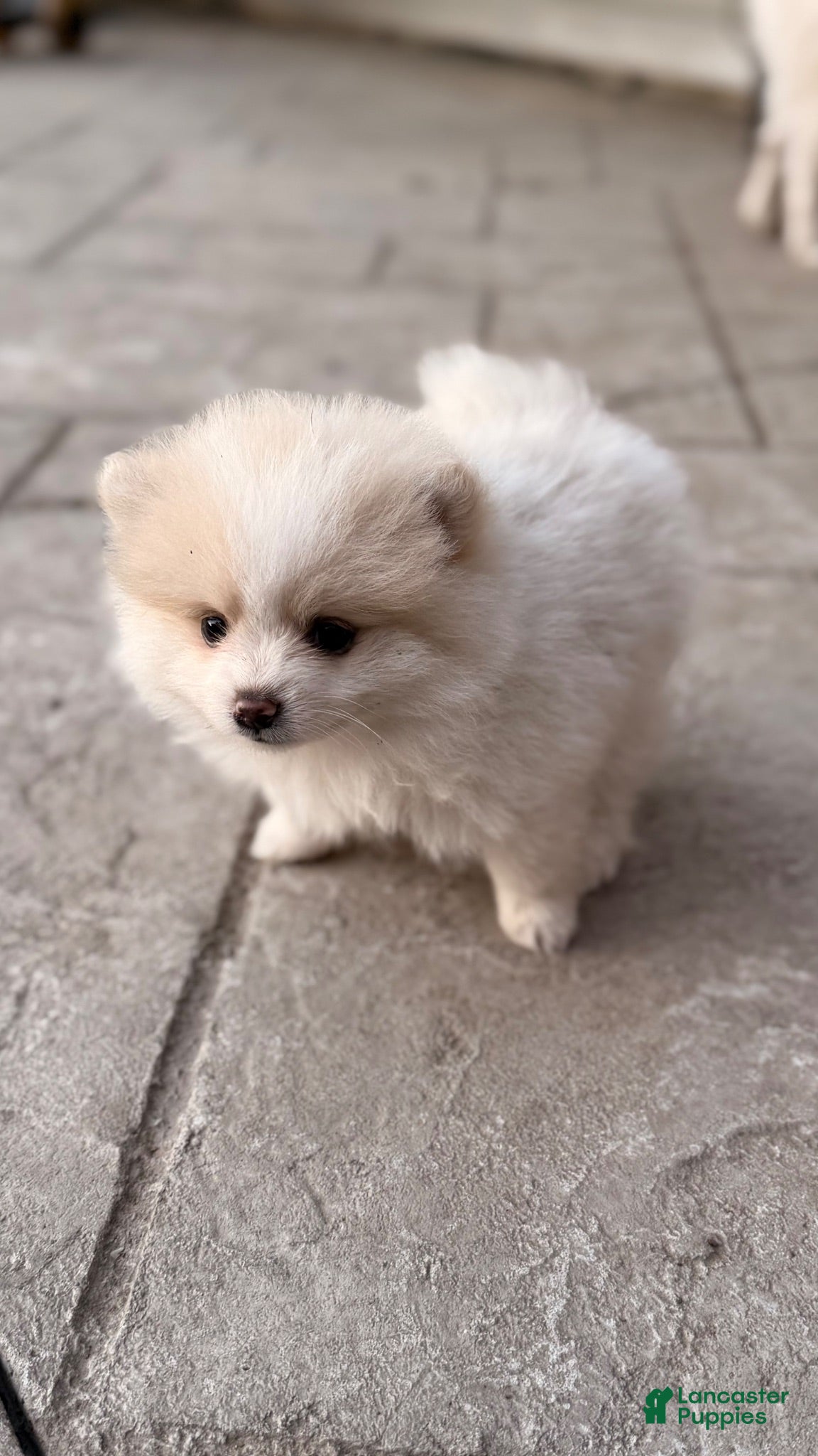 Pomeranian dogs Pomeranian 2 - Ad 2