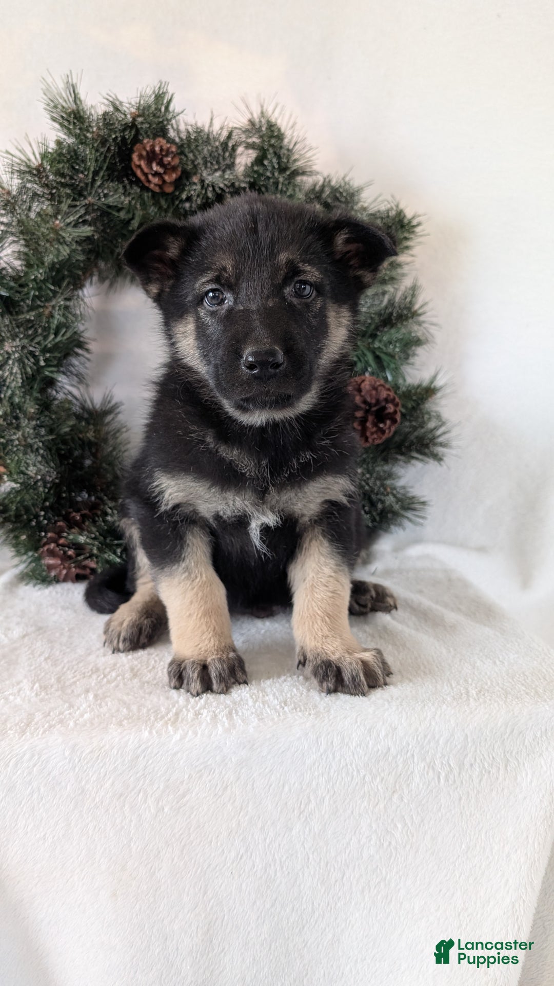 German Shepherd dogs for sale: Tommy  - Ad 1