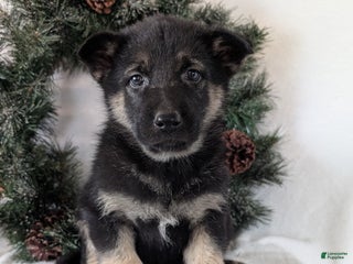 German Shepherd dogs Tommy - Ad 34