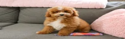 Mini Goldendoodle dogs for sale: Spaghetti - Ad 5