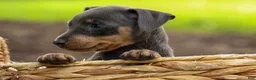 Miniature Pinscher dogs for sale: ABBY - Ad 4