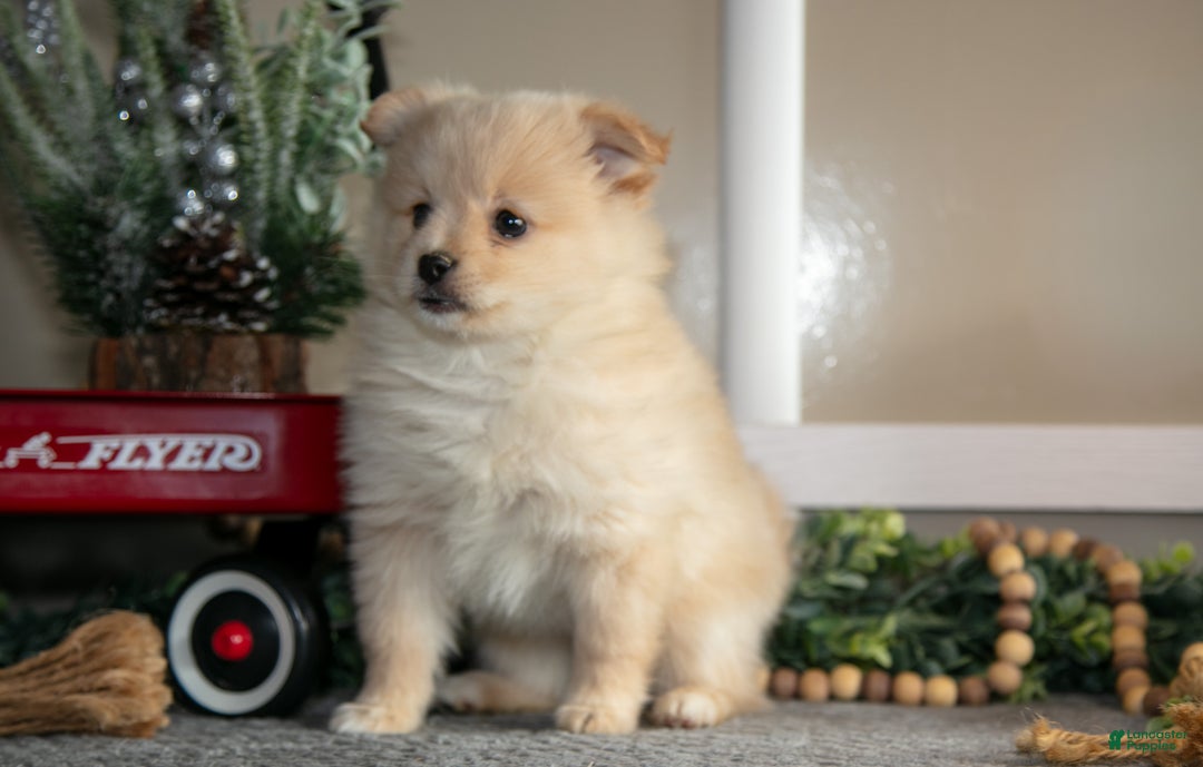 Pomeranian dogs for sale: Sabrina - Ad 3