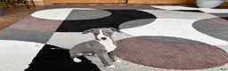 Italian Greyhound dogs for sale: Italian Greyhound 2 blue boy.  - Ad 8