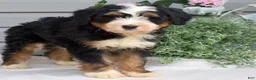 Mini Bernedoodle dogs for sale: Cedar - Ad 4