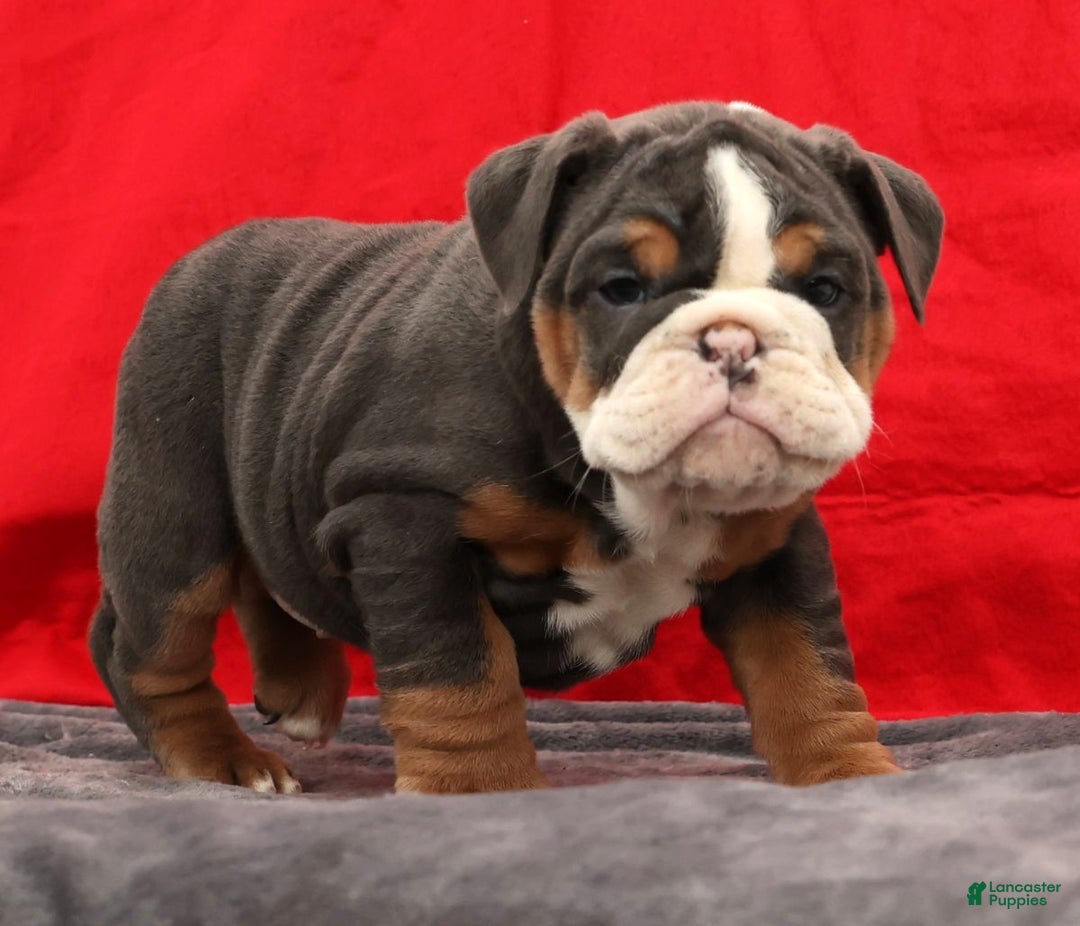 English Bulldog dogs for sale: Sierra - Ad 7
