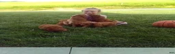 Cavapoo dogs for sale: Casey - Ad 11