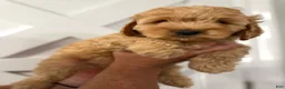 Mini Goldendoodle dogs for sale: Daisy Duke - Ad 4