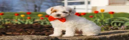 Miniature Poodle dogs for sale: Charles - Ad 9