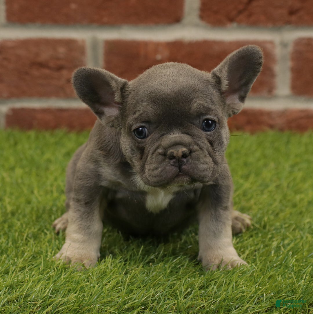 French Bulldog dogs for sale: Bella - Ad 9