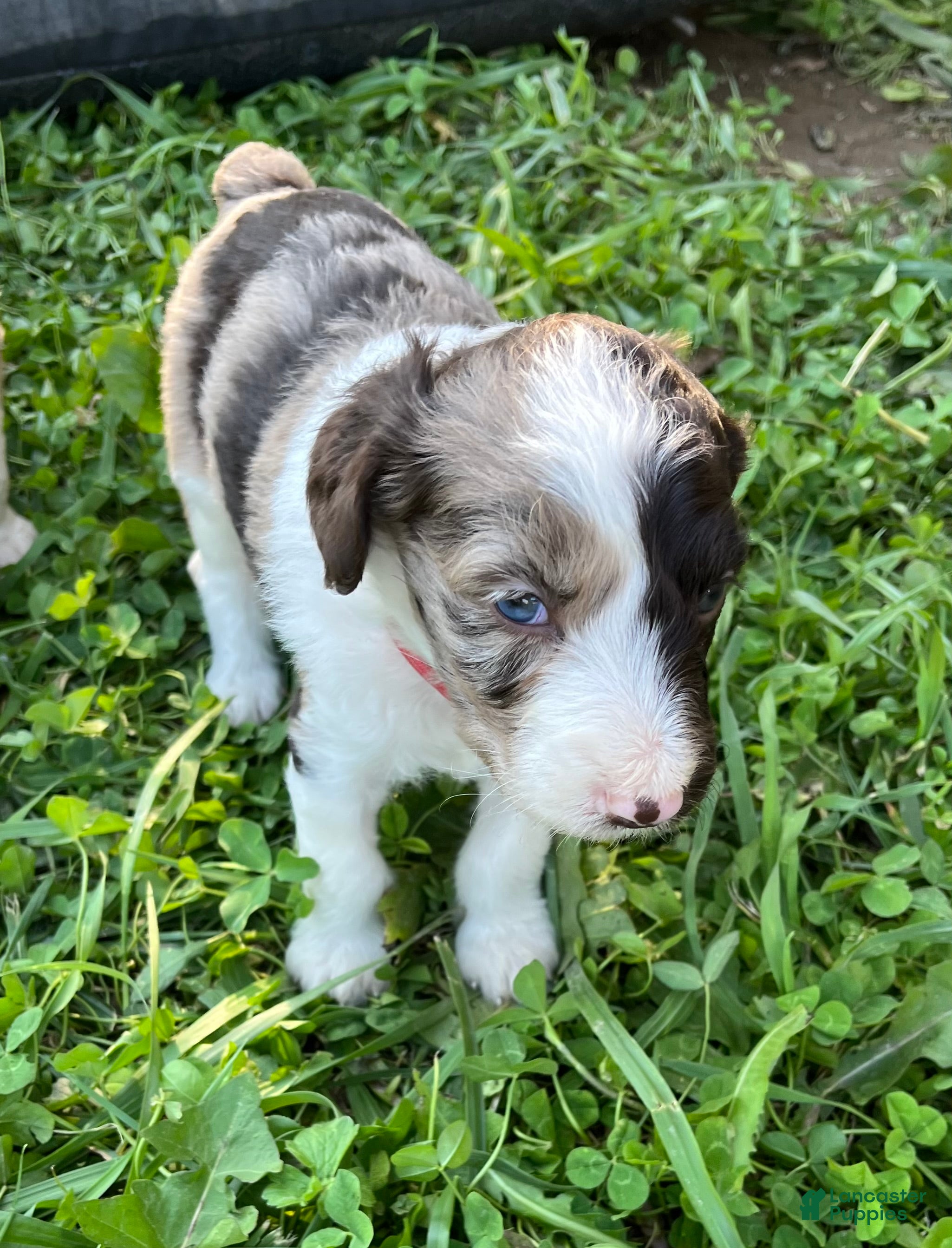 Aussiedoodle dogs for sale: Coral - RMF - Ad 2