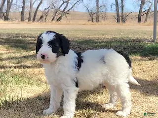 Bordoodle dogs Bordoodle Puppy 1 - Ad 16